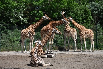 Group of giraffes at Safari Park Beekse Bergen, in Netherlands.