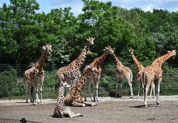 Group of giraffes at Safari Park Beekse Bergen, in Netherlands.