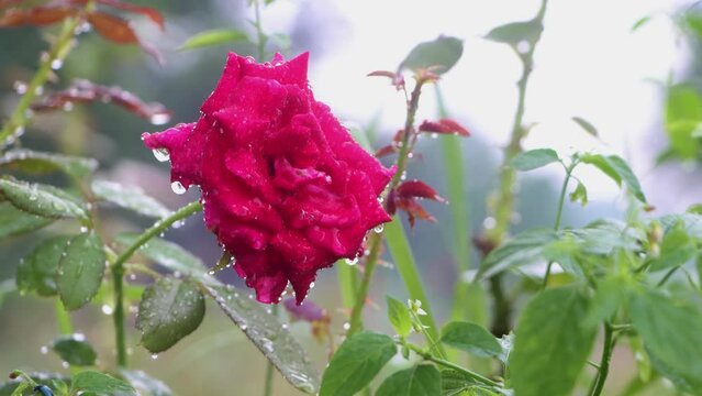 A beautiful  Single Pink Rose Drenching in the Rain. A Rose Garden in the Rain. 
