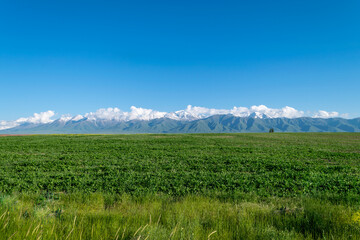Big mountains with a green clearing. Mountains with a green field. A green glade with stunning mountains on the background