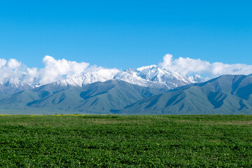 Fototapeta premium Big mountains with a green clearing. Mountains with a green field. A green glade with stunning mountains on the background