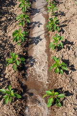 Plantas de pimiento creciendo, agua en el surco recién regado