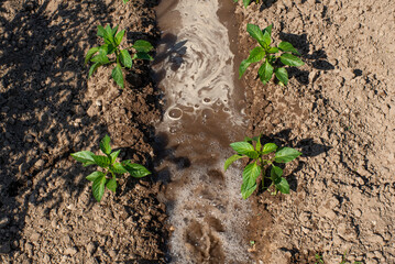 Pimenteras con surco en medio regado y lleno de agua