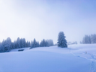 Sun shining in the foggy forest winter Landscape, Switzerland