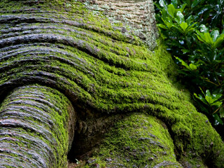 moss on a tree © Helen