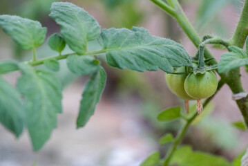 Fototapeta na wymiar Tomateras y hojas de tomate. Tomateras con tomates verde pequeños creciendo