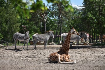 A giraffe and zebras at Safari Park Beekse Bergen, in Netherlands.