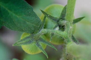 Tomates verdes creciendo en el huerto, tomates pequeños en la planta