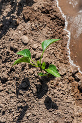 Pimentera pequueña al lado de surco recién regado. Huerta de verano