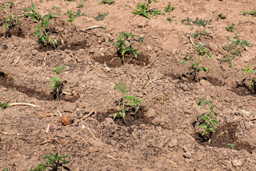 Pimenteras recién plantadas en la tierra, huerto en proceso de crecimiento