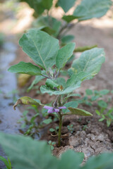 Planta de berenjena co flor, planta pequeña creciendo junto a surco de agua regado