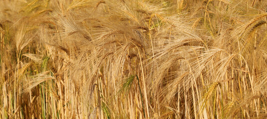 background of golden ripe ears of wheat in the cultivated field ready to early summer harvest
