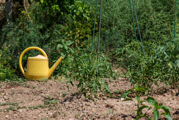Regadora amarilla en huerta, planta de tomate guiada