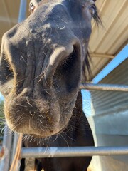 close up of an elephant