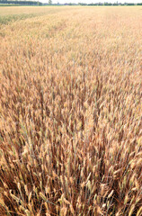 ears of golden wheat in the cultivated field