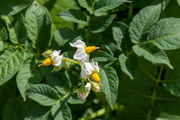 Flor de patata, planta de patata, alimento sostenible y organico en el huerto