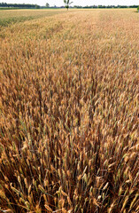 fertile plain with intensive cultivation of wheat for the production of flour for making bread