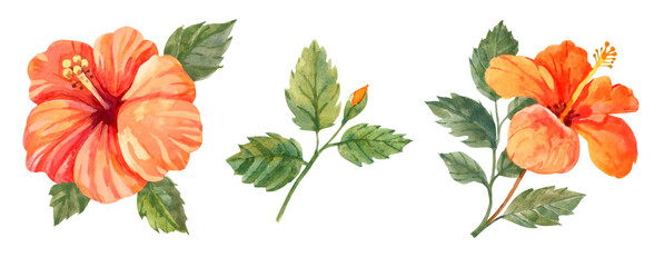 Hibiscus flowers. Hand drawn watercolor illustration on white background. Floral clipart © Elena