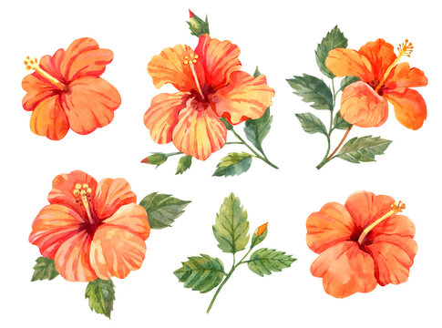 Hibiscus flowers. Hand drawn watercolor illustration on white background. Floral clipart