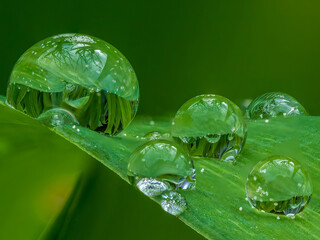 The grass is always greener on the other side but nicer with a tear drop from Spring time