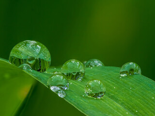 The grass is always greener on the other side but nicer with a tear drop from Spring time