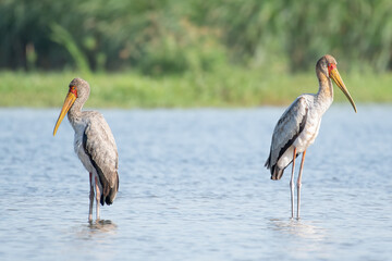 Yellow-billed Stork, Mycteria ibis, couple of storks fishing on the river Nile, Murchison Falls...