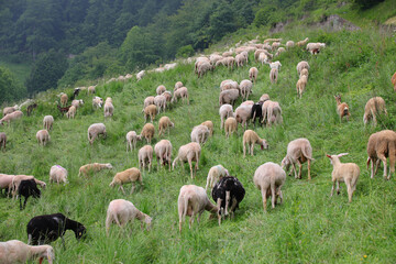 Fototapeta premium flock with many black and white shorn sheep without fleece after shearing on the green meadow in the mountains in summer