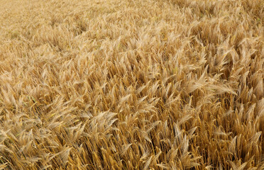 background of wheat in the cultivated field in summer