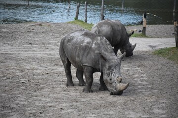 Black Rhinoceros at Safari Park Beekse Bergen, in Netherlands.
