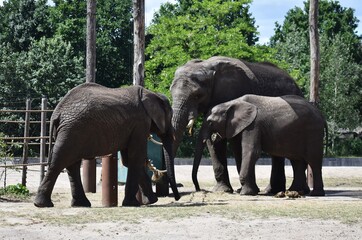 African elephants at Safari Park Beekse Bergen, in Netherlands.
