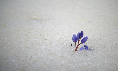 Violet flowers in the spring under the snow. Snowdrops in spring