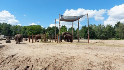 African elephants walking around, in Safari Park Beekse Bergen, in Netherlands.