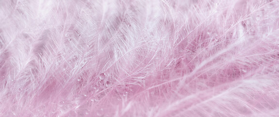 Transparent water droplets on pink feather on turquoise background, Dreamy elegant image of...