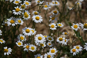Chamomile flower on a blooming meadow against the background of grass