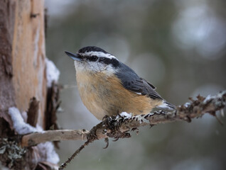 Fototapeta premium A Red-breasted nuthatch on a tree in the forest