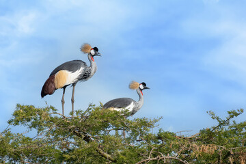 Grey crowned crane (Balearica regulorum), crested crane posing on the top of the tree in Murchison Falls national park, Uganda
