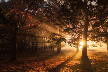 Sunbeams shine through the misty branches of a tree on a Fall (Autumn) morning