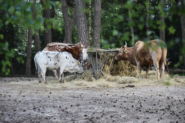 Obraz premium A group of cows eating hay.