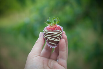 Strawberries covered with chocolate icing, selective focus.