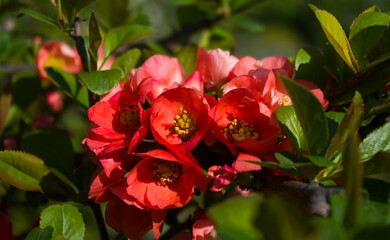 red rosehip flowers close up