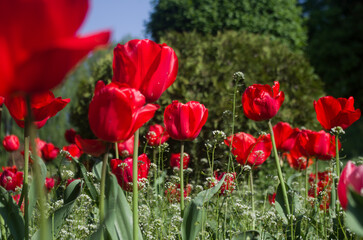 blooming red tulips on a background of green grass