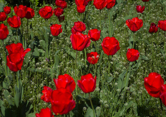 blooming red tulips on a background of green grass