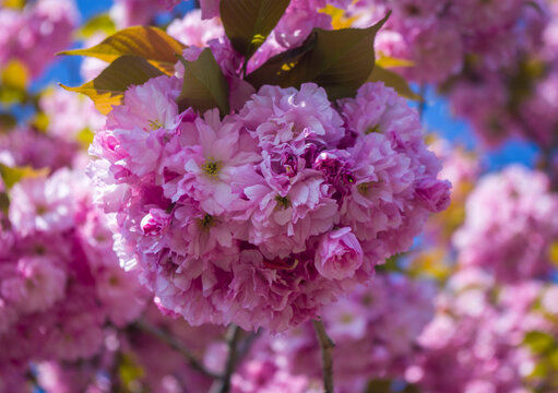 delicate pink cherry blossoms in spring close-up