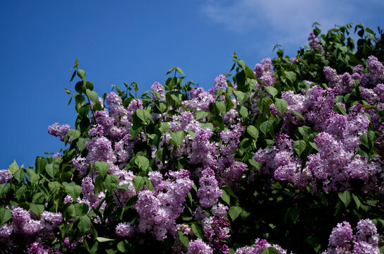 blooming lilac bushes against the blue sky