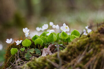  Anemone  flower at meadow