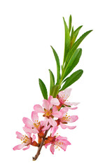almond branch with pink flowers and leaves on a green lawn background