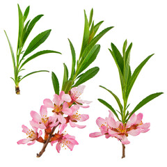 almond branch with pink flowers and leaves on a green lawn background