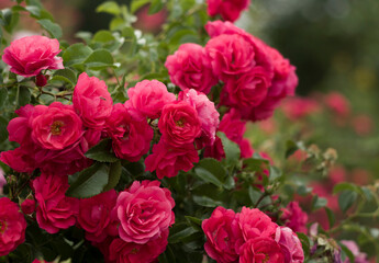 small red roses bloom in the garden