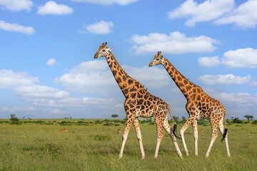 Naklejka premium Rothschild's giraffes walking on beautiful savannah in Murchison Falls National Park, Uganda