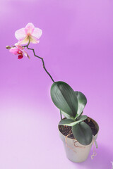 tropical orchid flower in pot on background
